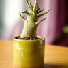 Baobab Mini - Imagen 8