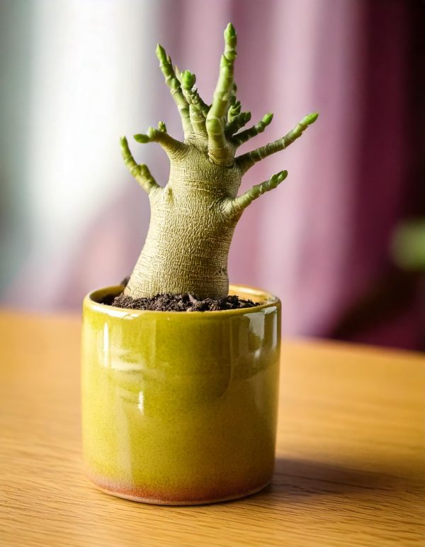 Baobab Mini - Imagen 8