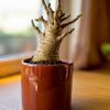 Baobab Mini - Imagen 9