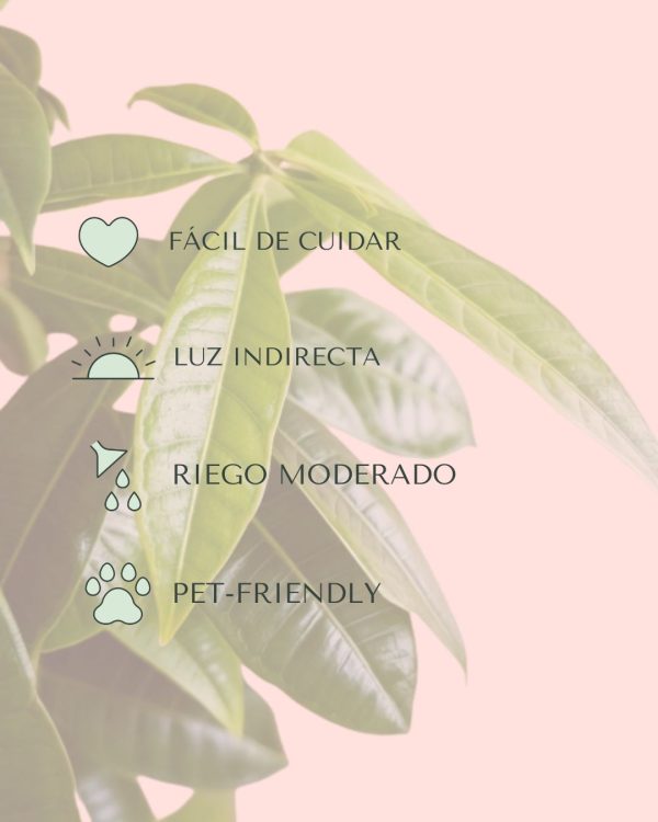cuidados pachira