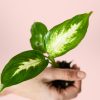 Dieffenbachia-hojas