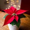 poinsettia roja mini