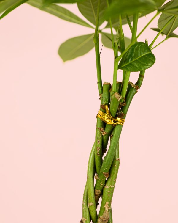 Pachira-acuatica-hojas