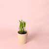 Palma Areca Mini maceta