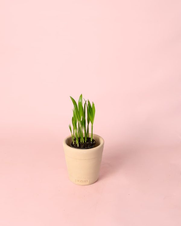 Palma Areca Mini maceta