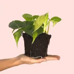Philodendron Brasil