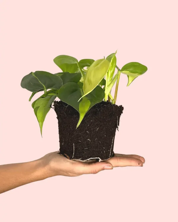 Philodendron-brasil