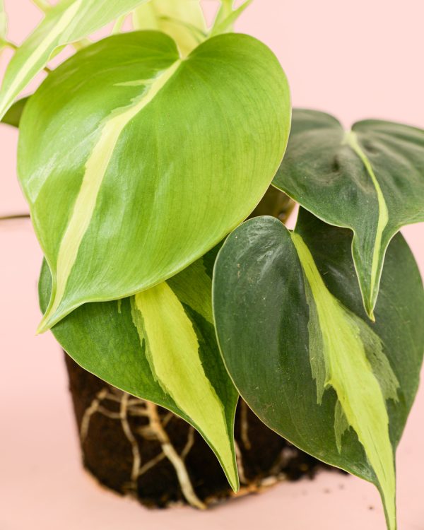 Philodendron-brasil-hojas