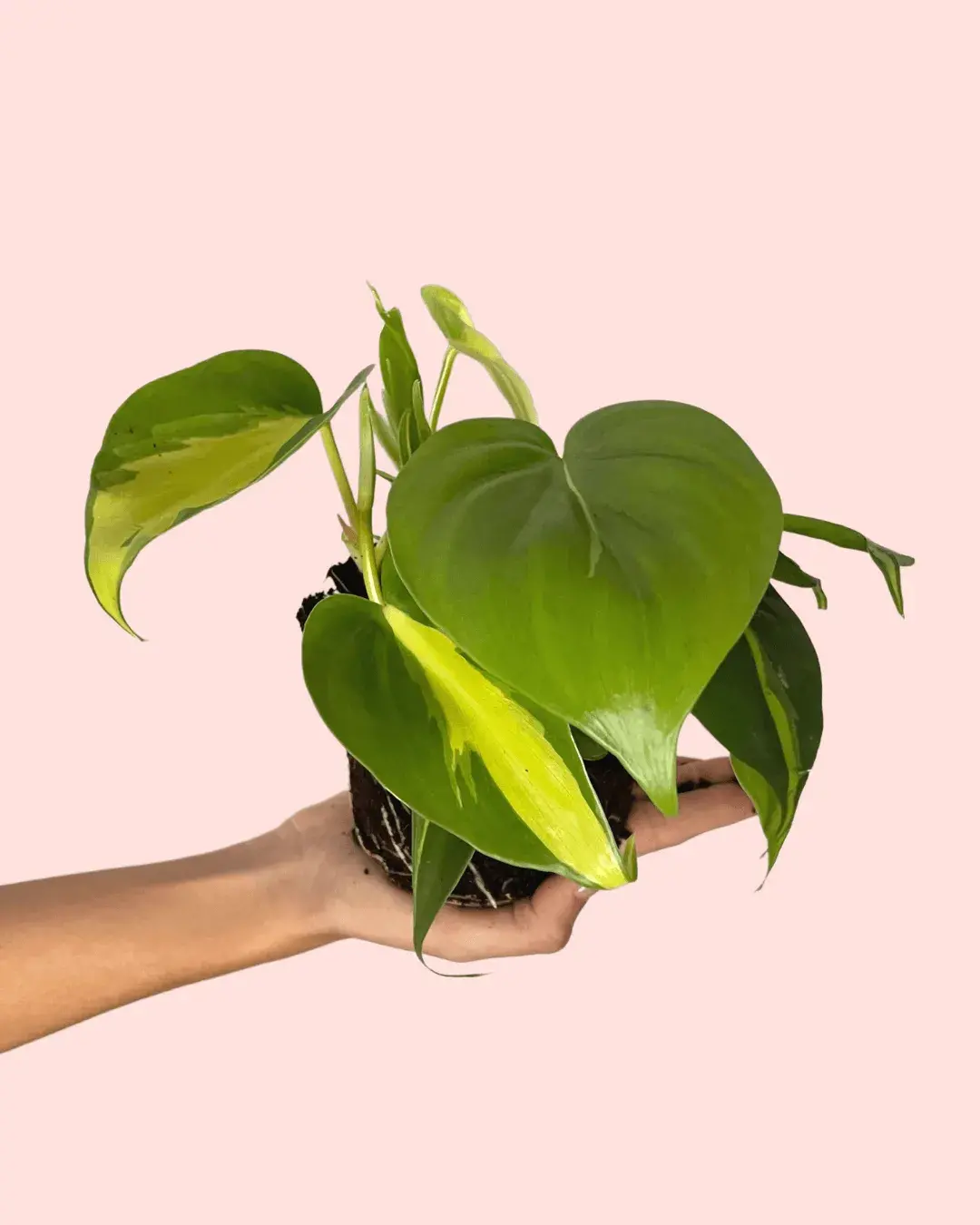 Philodendron-brasil-hojas Philodendron-brasil-hojas