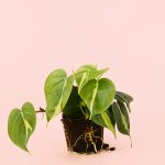 Philodendron-brasil