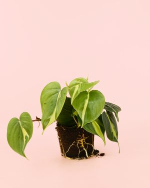Philodendron-brasil