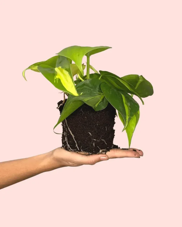 Philodendron-brasil-planta
