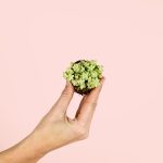Sedum-burrito