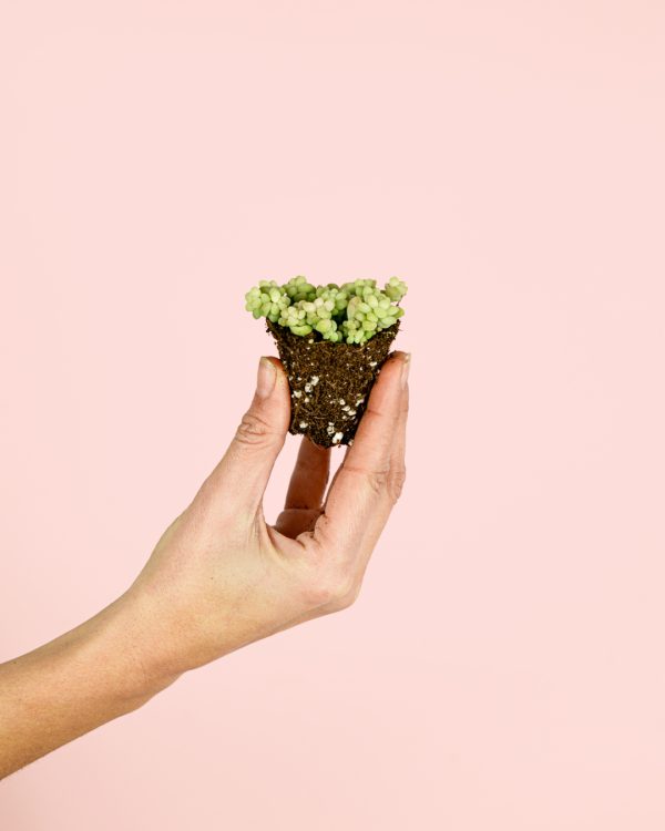 Sedum-burrito-planta