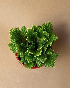 Selaginella Martensii – Helecho de Reno detalle