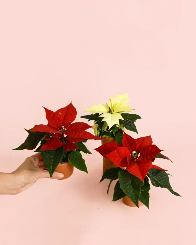 poinsettias rojas y blancas