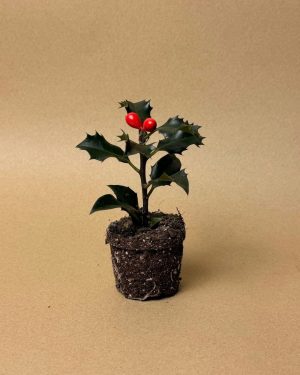 acebo ilex mini