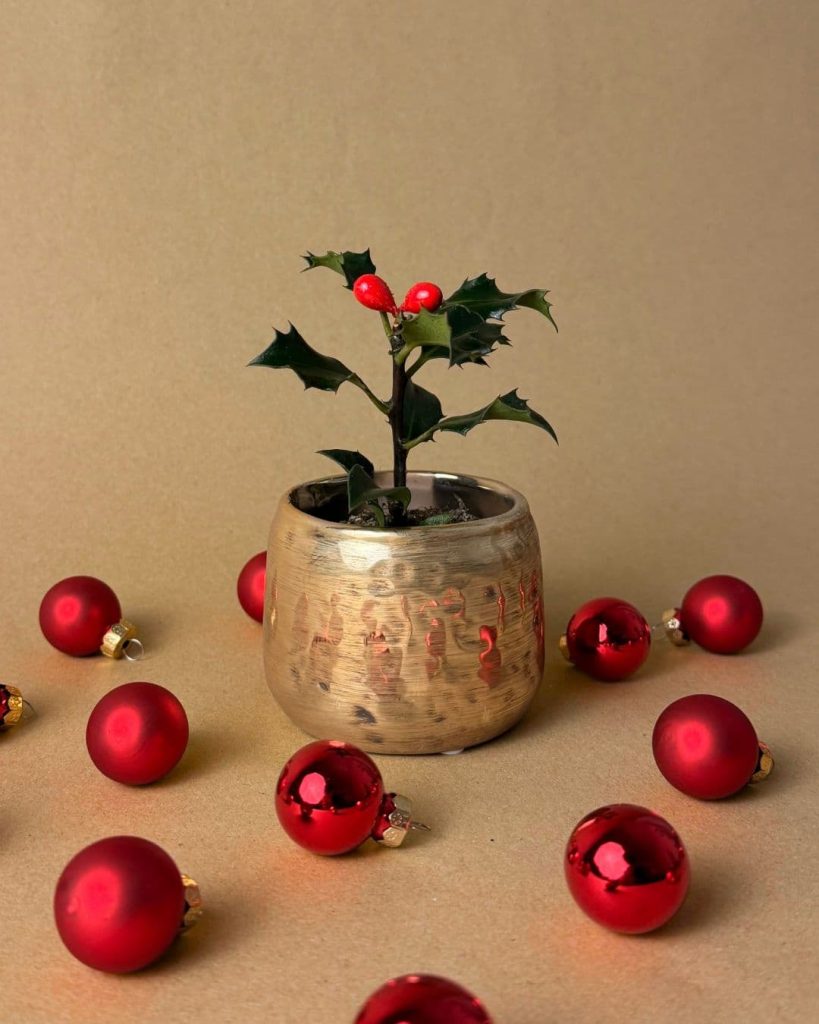 acebo ilex mini navidad