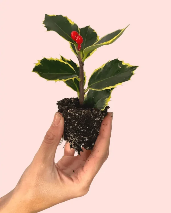 acebo-ilex-variegado-hojas