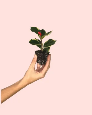 acebo-ilex-variegado-planta
