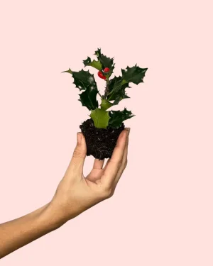 acebo-ilex-verde