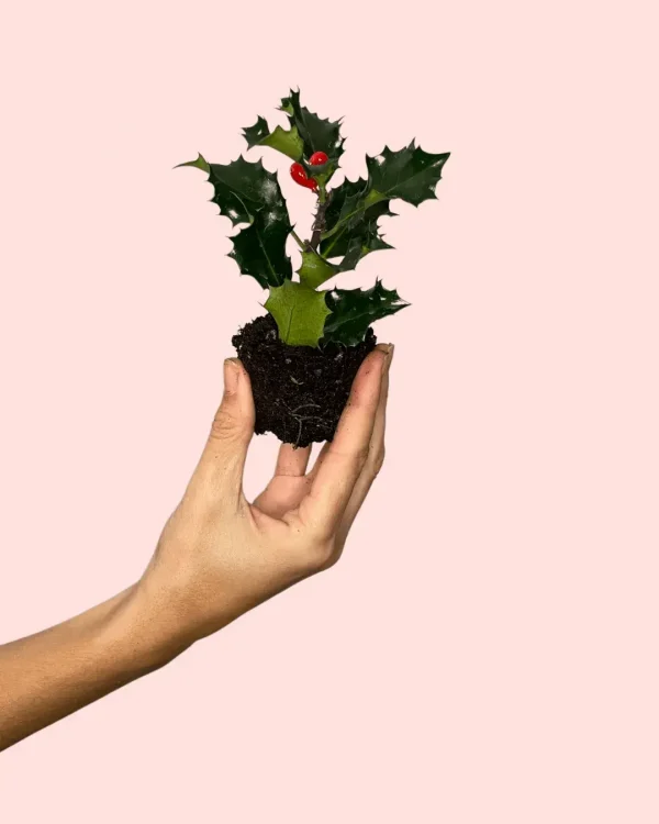 acebo-ilex-verde-hojas