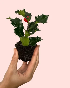 acebo-ilex-verde-planta