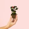 acebo-planta