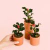 acebo-plantas