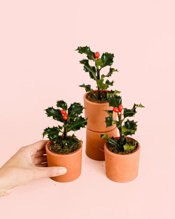 acebo-plantas