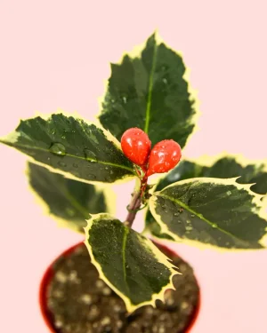 acebo-variegado