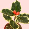 acebo-variegado-hoja