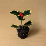 acebo variegado mini