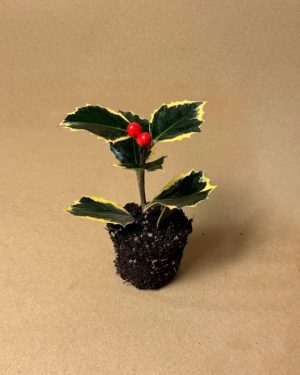 acebo variegado mini