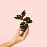 acebo-variegado-mini