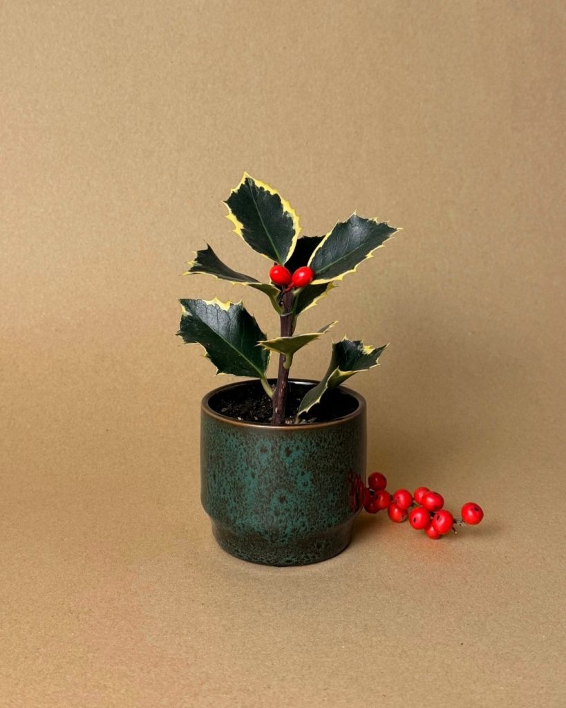 acebo variegado mini navidad