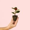 acebo-variegado-planta