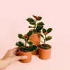 acebo-variegado-plantas