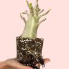 adenium-ansu-baobab