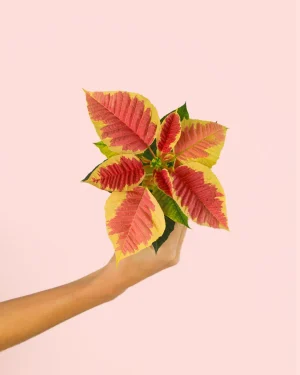 poinsettia-fusion