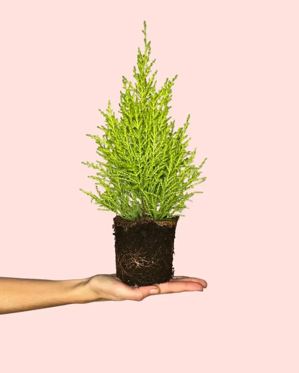arbol-navidad-mini