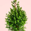 arbol-navidad-mini-hoja