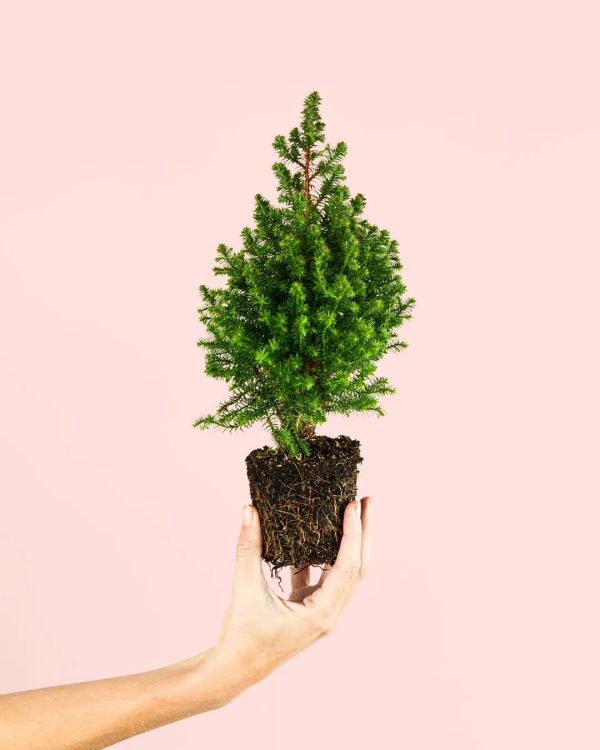 arbol-navidad-mini-planta