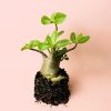 baobab