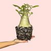 baobab-arbol-mini