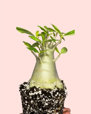 baobab-planta