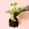 baobab-planta-mano