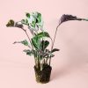 calathea-white-fusion
