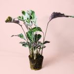 calathea-white-fusion