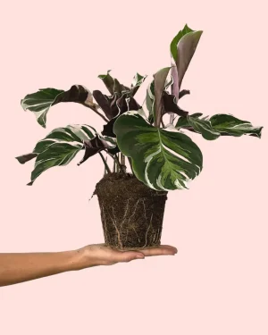 calathea-white-fusion